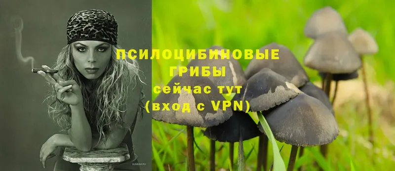 площадка как зайти  Поворино  Галлюциногенные грибы Psilocybe 